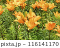 オレンジ色のユリの花 116141170
