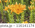 オレンジ色のユリの花 フレミントン 116141174