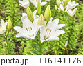 白いユリの花 スカンサーノ 116141176