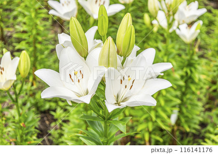 白いユリの花 スカンサーノ 白いユリの花 スカンサーノ 116141176