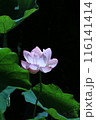 黒い背景の蓮の花 黒い背景の蓮の花 116141414