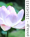 蓮の花のクローズアップ 蓮の花のクローズアップ 116141415