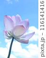 空背景の蓮の花 空背景の蓮の花 116141416