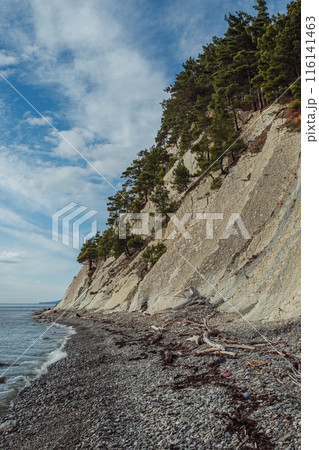 A rocky coastline with a steep cliff overgrown with pine trees leading to a pebble-strewn beach. The sky is partly clouded and the ocean is calm. Tree trunks and rubbish are scattered on wild beach. 116141463