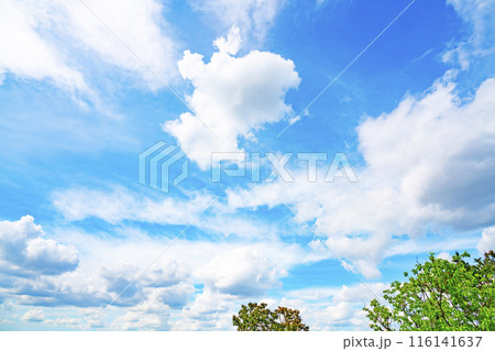 夏の雲と木立 夏の雲と木立 116141637