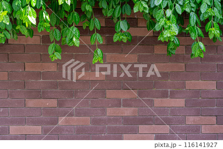 Ivy brick wall texture background. Old brick blocks wall and green creeper, ancient bricks fence, retro stonewall 116141927