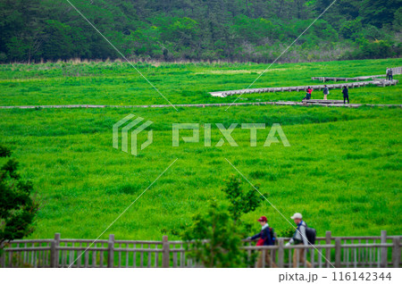 九重飯田高原の初夏　タデ原湿原 116142344