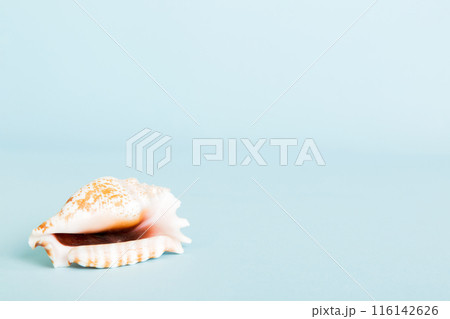 Summer time concept with sea shells or starfish on a table background with copy space for text Summer time concept with sea shells or starfish on a table background with copy space for text 116142626