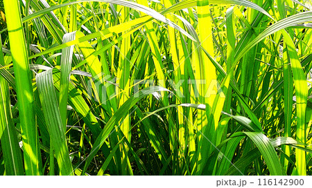 野原のススキの葉 116142900