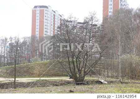 Landscape park in the Moscow region, flowering tree branches, spring April 2022. 116142954