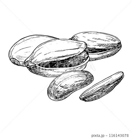 Pistachio nut graphic vector illustration set. Botanical drawing sketch stylized. Isolated. Hand drawn, suitable for food packaging design Pistachio nut graphic vector illustration set. Botanical drawing sketch stylized. Isolated. Hand drawn, suitable for food packaging design 116143078