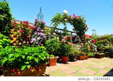 植物が元気に育つ 日当たりの良いルーフバルコニー バラやクレマチスが満開 癒やしの空間 植物が元気に育つ 日当たりの良いルーフバルコニー バラやクレマチスが満開 癒やしの空間 116143081