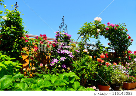 植物が元気に育つ 日当たりの良いルーフバルコニー バラやクレマチスが満開 癒やしの空間 植物が元気に育つ 日当たりの良いルーフバルコニー バラやクレマチスが満開 癒やしの空間 116143082