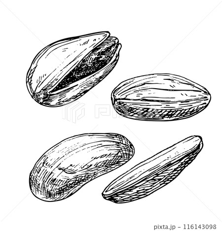 Pistachio nut graphic vector illustration set. Botanical drawing sketch stylized. Isolated. Hand drawn, suitable for food packaging design Pistachio nut graphic vector illustration set. Botanical drawing sketch stylized. Isolated. Hand drawn, suitable for food packaging design 116143098