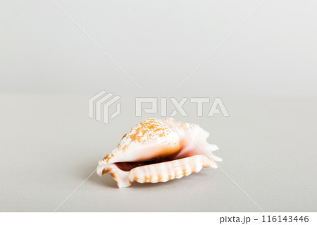 Summer time concept with sea shells or starfish on a table background with copy space for text Summer time concept with sea shells or starfish on a table background with copy space for text 116143446