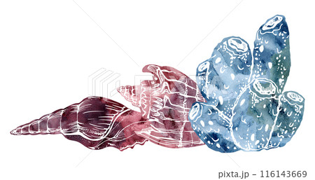 Watercolor and ink hand drawn marine life, sea ocean underwater creatures. fish, shells algae seaweed. Composition illustration, stylized, isolated on white. For zoo shop, aquarium, cosmetics, resort 116143669