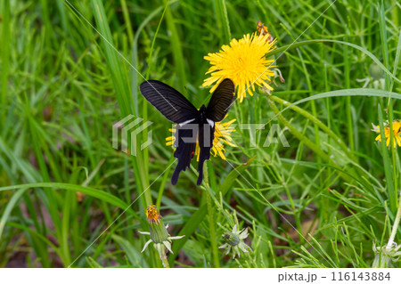 オナガアゲハ オナガアゲハ 116143884