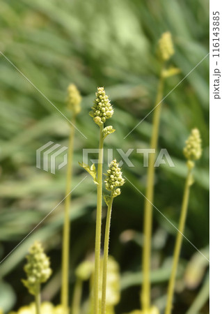 Coral Bells Electric Lime 116143885