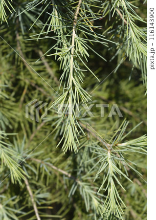 Deodar cedar 116143900