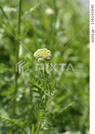 Gold plate yarrow 116143940