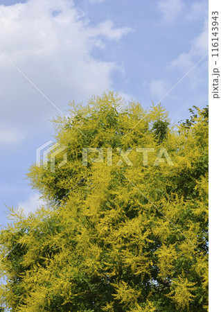 Golden rain tree Golden rain tree 116143943