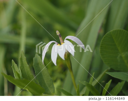 初夏の荒川河川敷で見つけたミゾカクシの白い花 初夏の荒川河川敷で見つけたミゾカクシの白い花 116144849