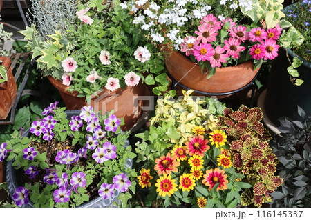 夏の花寄せ植え＆寄せ鉢 116145337