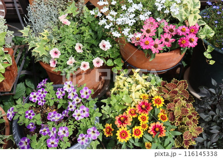 夏の花の寄せ植え＆寄せ鉢 116145338