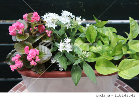 ペンタス、ベゴニアの寄せ植え 116145343