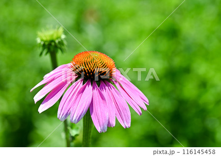 エキナセア 116145458