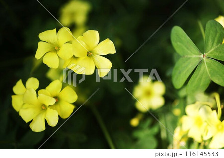 黄色いオキザリスの花 黄色いオキザリスの花 116145533