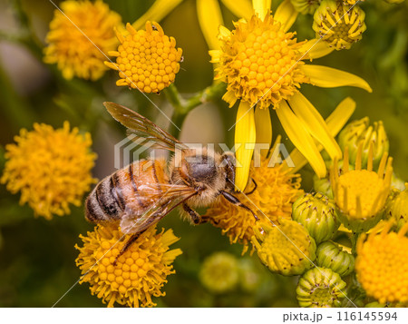 A bee pollinating yellow wild flowers A bee pollinating yellow wild flowers 116145594
