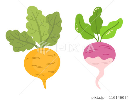 2059_vegetables_turnip 2059_vegetables_turnip 116146054