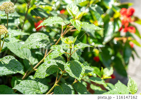 Begonia flowers and wet leaves, wax begonia after rain, droplets on foliage, garden bloom, petals closeup 116147162