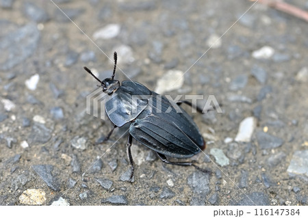 オオヒラタシデムシ 116147384