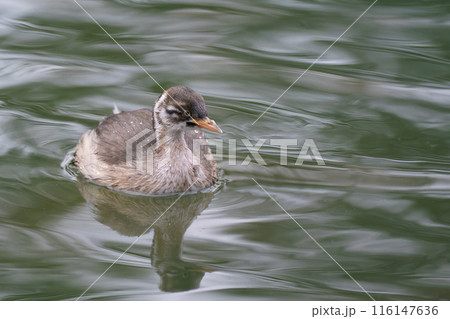 水面に浮かぶカイツブリ 幼鳥  116147636