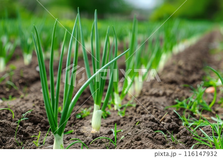 On the plantation, green onions grow abundantly in thick, verdant rows, their fresh, slender stalks ready for harvest imparting a savory taste to dishes 116147932