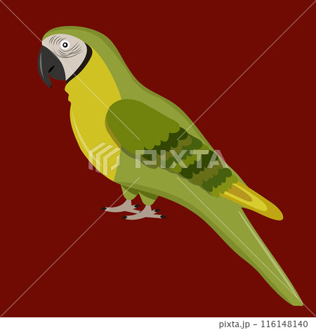 Macaw parrot on a dark background 116148140