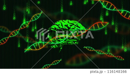 Image of dna helixes, rotating digital human brain, falling binary codes over black background 116148166