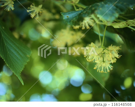 5月に咲いたナツボダイジュの花 116148508