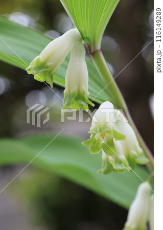 クローズアップ撮影したナルコユリの花 116149289