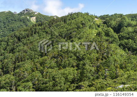 山の夏景色 116149354