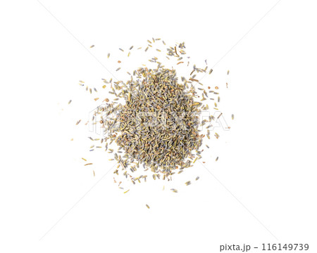 Dry lavender flowers isolated, scattered lavandula perfume buds, petals, fragrance lilac blossoms, herbs Dry lavender flowers isolated, scattered lavandula perfume buds, petals, fragrance lilac blossoms, herbs 116149739