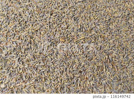 Dry lavender flowers texture background, lavandula perfume buds pattern, petals banner, fragrance lilac blossoms 116149742