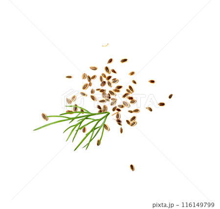 Dill Seeds Isolated 116149799