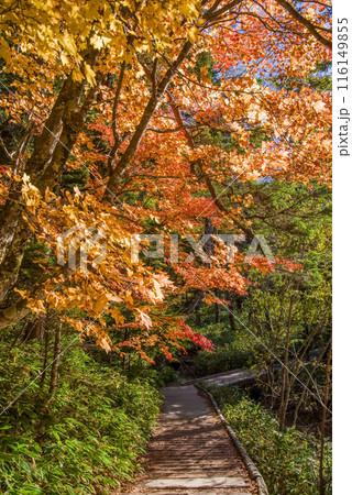 【秋の上高地】遊歩道　河童橋⇄明神（梓川右岸コース）紅葉風景 116149855