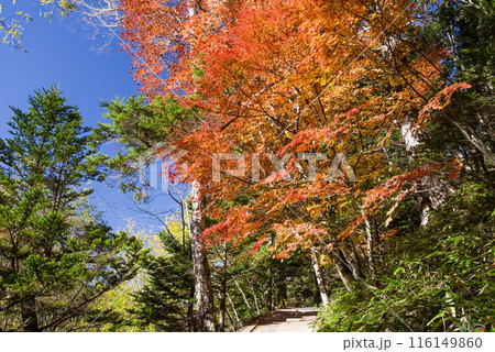 【秋の上高地】遊歩道　河童橋⇄明神（梓川右岸コース）紅葉風景 116149860