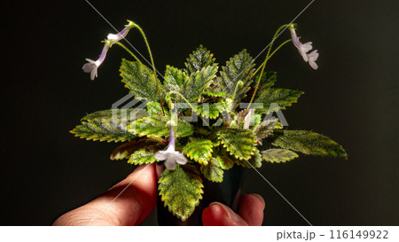 Nature white flowers. 116149922