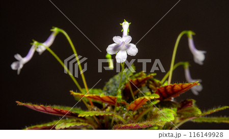 Nature white flowers background. 116149928