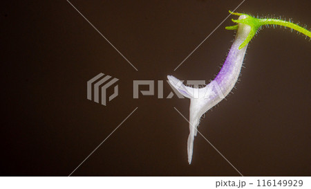 Nature white flowers background. 116149929